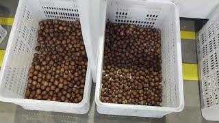 TAIHO Macadamia Grading System #macadamia #gradingsystem