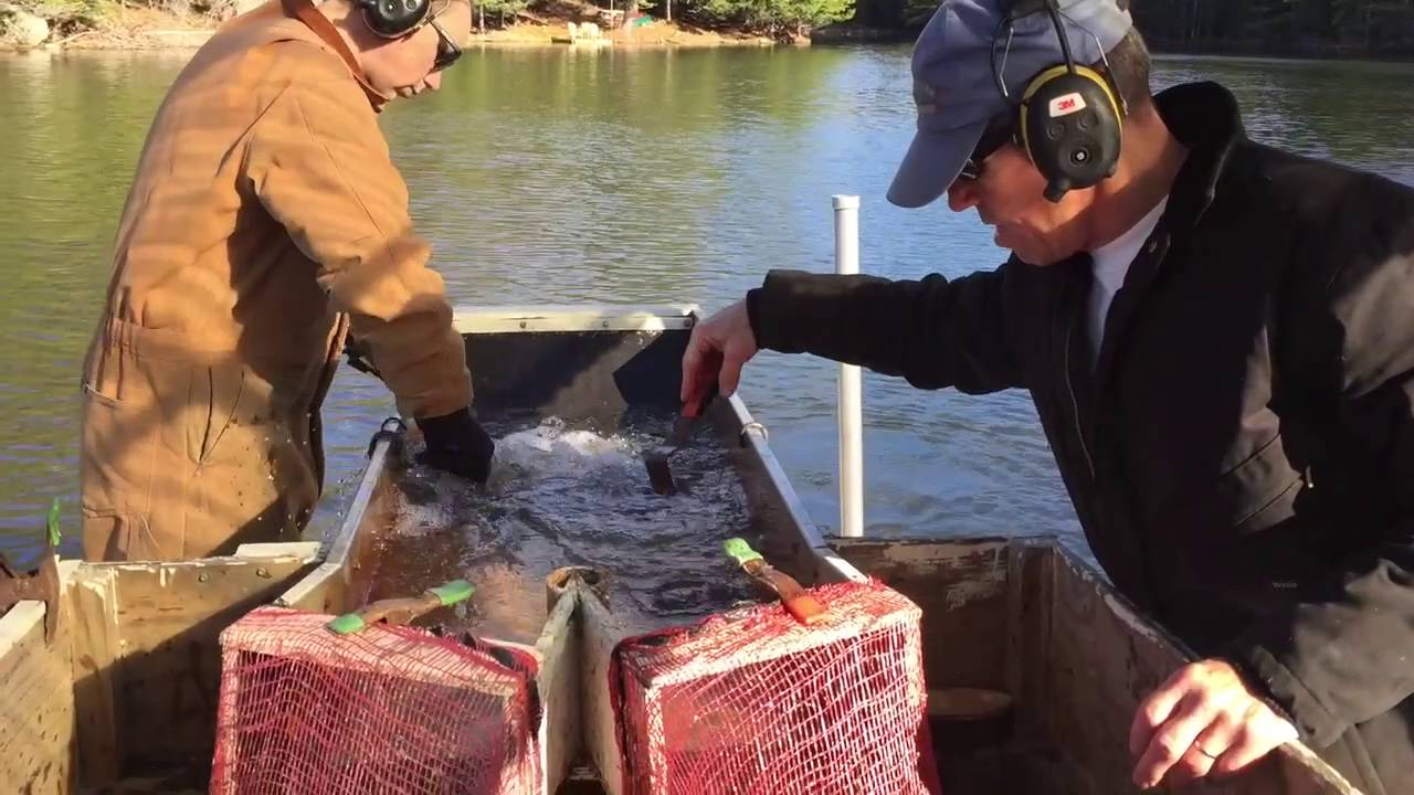 Milfoil removal from Minerva Lake