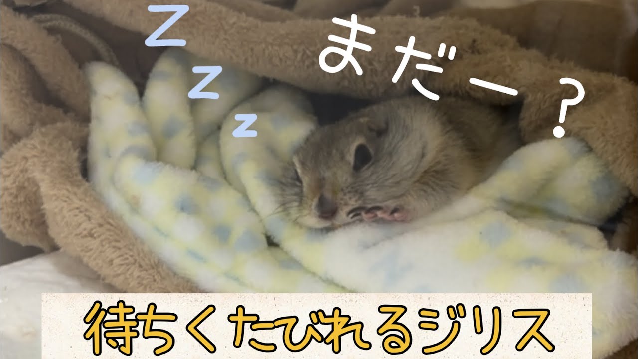 飼い主を待ち続けるジリスがこちら