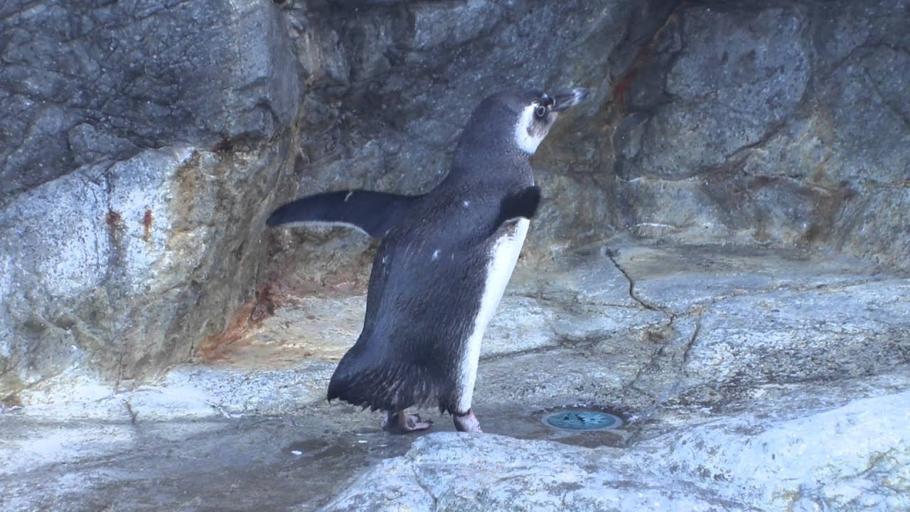 別府 うみたまご のペンギンさん おしりプリプリ Youtube