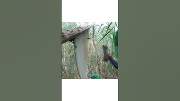 Nhà Hai Lúa | Thích thú với trải nghiệm ăn ong ở rừng U Minh Hạ #nhahailua #mientay