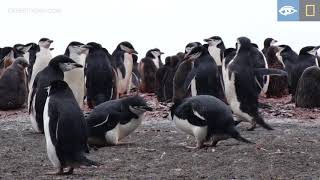 Chinstrap Penguins | Year of the Bird | Lindblad Expeditions-National Geographic