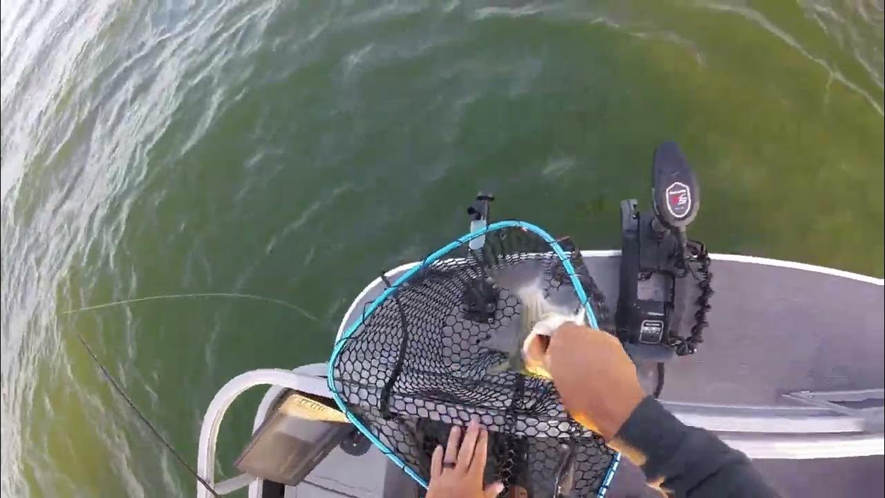 Milford Lake Kansas Wiper and White Bass Action YouTube