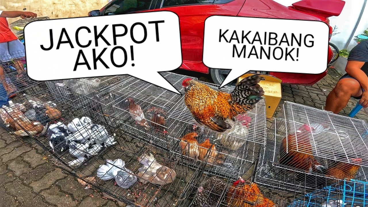 EKSENA SA MALABON SEPTEMBER 13, 2025 | PET TIANGGE