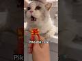 At least he enjoyed the snack. #cat #shorts