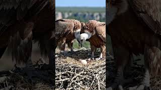 Griffon Vultures - Amazing Animals
