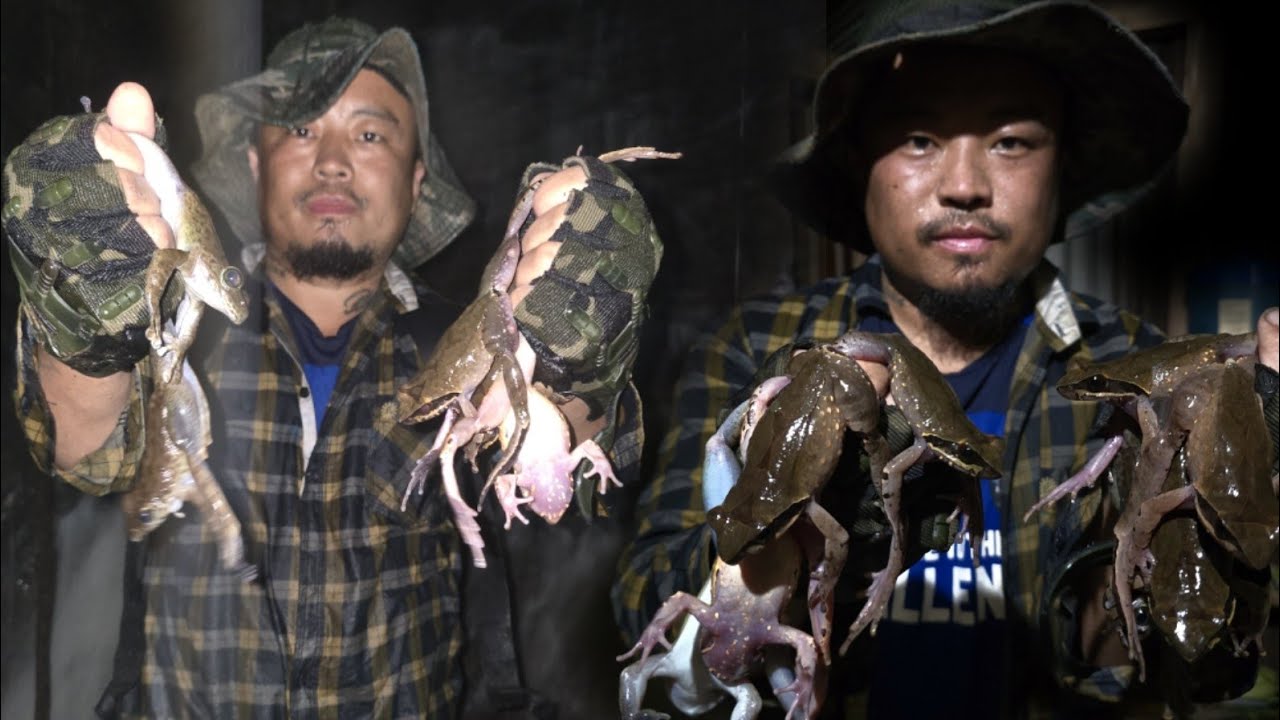 Dangerous Hunt for the rare frog delicacy  