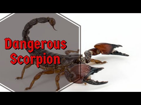 Most Dangerous Scorpions