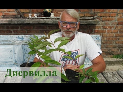 Бейне: Диервилла көпжылдық па?