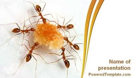 Ants Team Work PowerPoint Template by PoweredTemplate.com