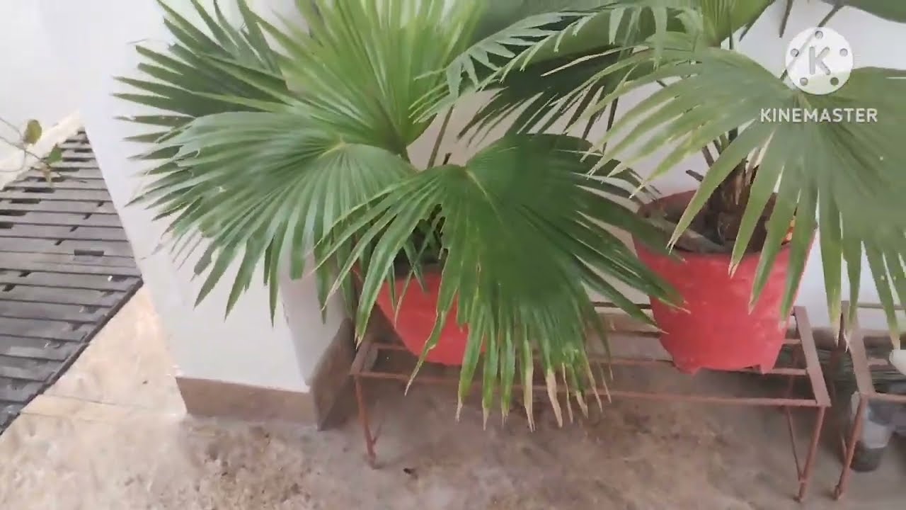 Beautiful indoor China palm plant care. how to grow China palm.चाइना पाम के पौधे की देखभाल कैसे करें
