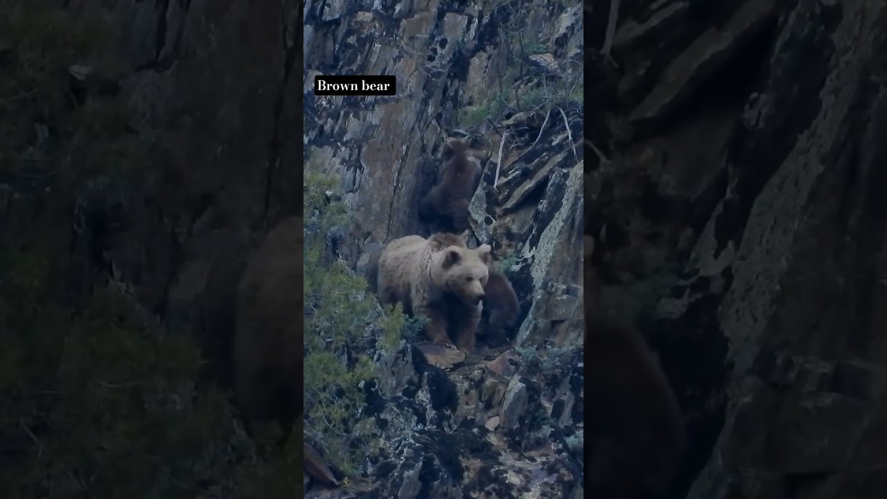 Brown bear Spiti valley 