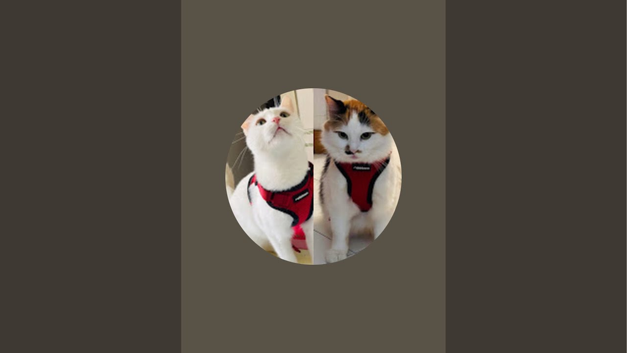 Beautiful Italian cats🇮🇹 is live