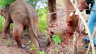 Tears fell! Crippled elephant suffered with traumatic injuries gently treated by sympathetic people by Elephant Zone 60,524 views 6 months ago 11 minutes, 48 seconds