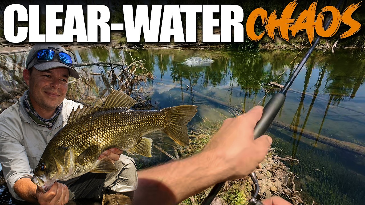 Aussie Bass on Topwater | It Doesn’t Get Any Better