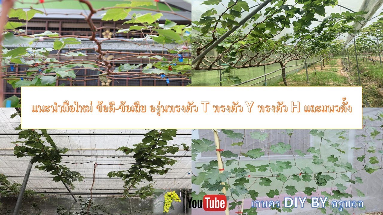 มือใหม่ควรปลูกองุ่นทรงไหนดี ทรงตัว T ทรงตัว Y ทรงตัว H และแนวตั้ง พร้อมทั้งบอกข้อดีและข้อเสีย