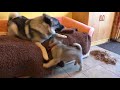 Introducing a new Elkhound Pup in the house の動画、YouTube動画。