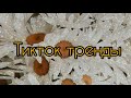 Тренды TIK TOK || Танцуй если знаешь этот тренд