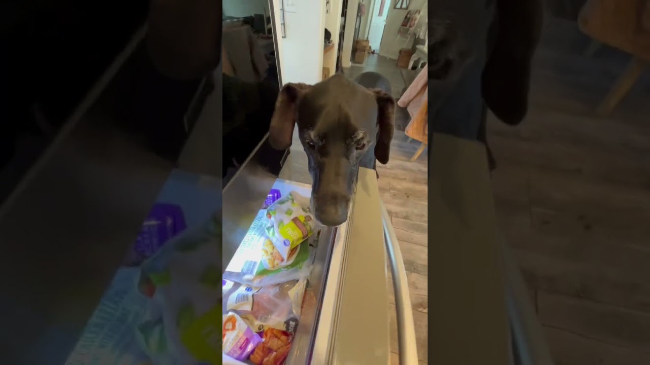 Big Dog Ice Cube Tax!