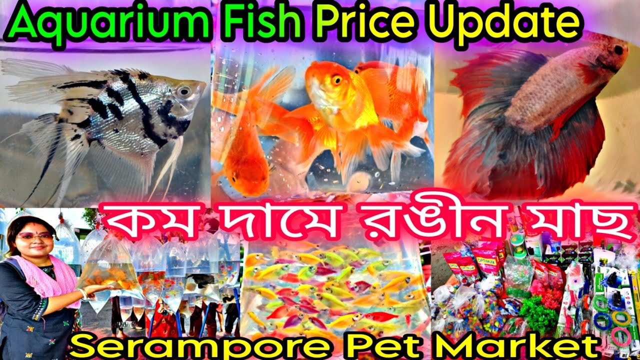Recent Week All Aquarium Fish Price Update Serampore Fish Pet Market