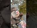 Little Otter Delighted by Fish😏😏 #shorts #aty #otter #WaterSausage