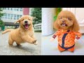Baby Dogs 🔴 Cute and Funny Dog Videos Compilation #20 | 30 Minutes of Funny Puppy Videos 2022
