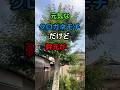 元気なクロガネモチだけど一段落として剪定#庭師のVlog #一級造園技能士