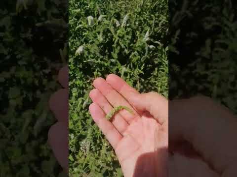 أجود أنواع النعناع ينمو بطريقة طبيعية لن تستطيع مقاومته ابدا