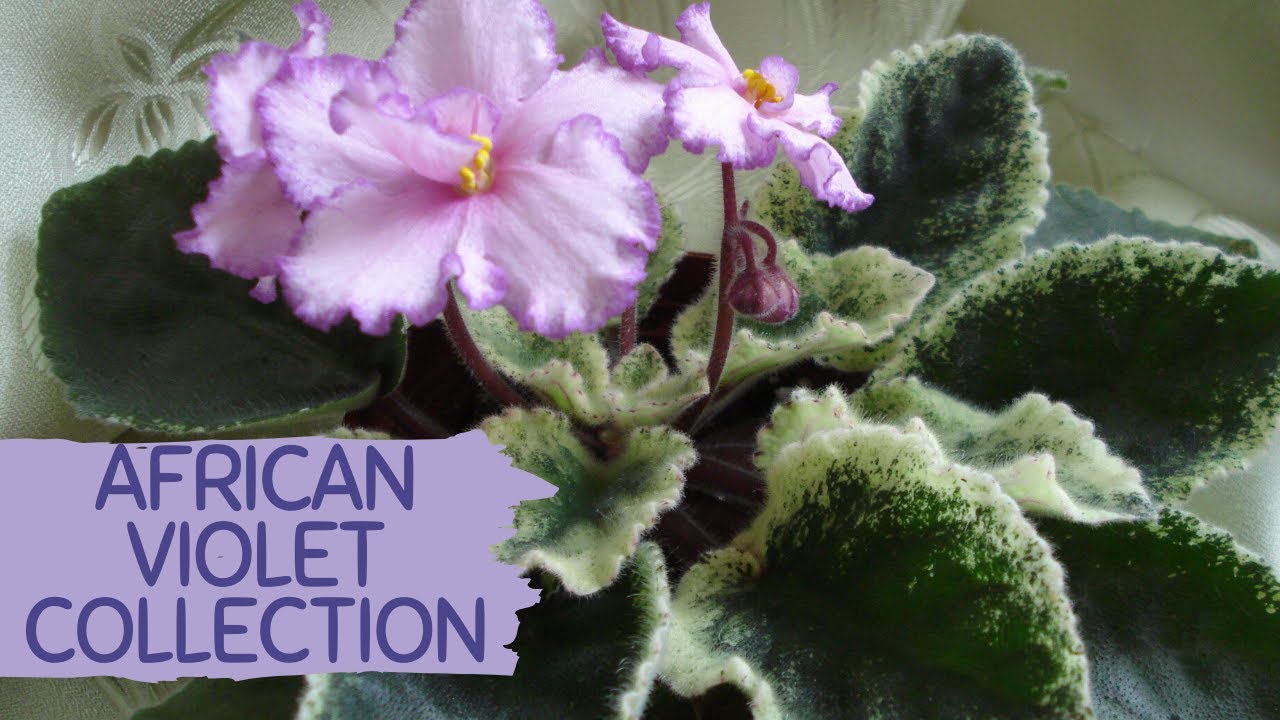 AFRICAN VIOLETS | SAINTPAULIA COLLECTION - YouTube