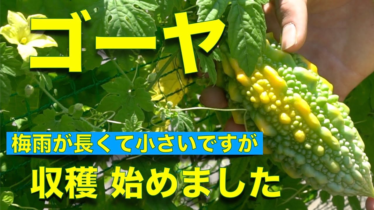 8月15日 ゴーヤの育て方 収穫始め 琉球の雪など 梅雨が長くて小さい Youtube