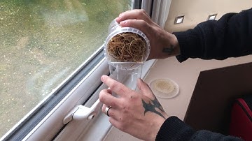 Praying Mantis Flightless Fruit Fly Feeding Method!!!!!