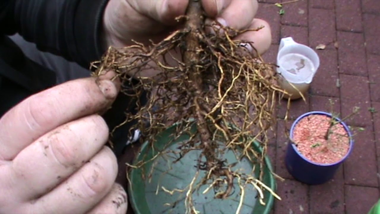 Umtopfen einer Problempflanze