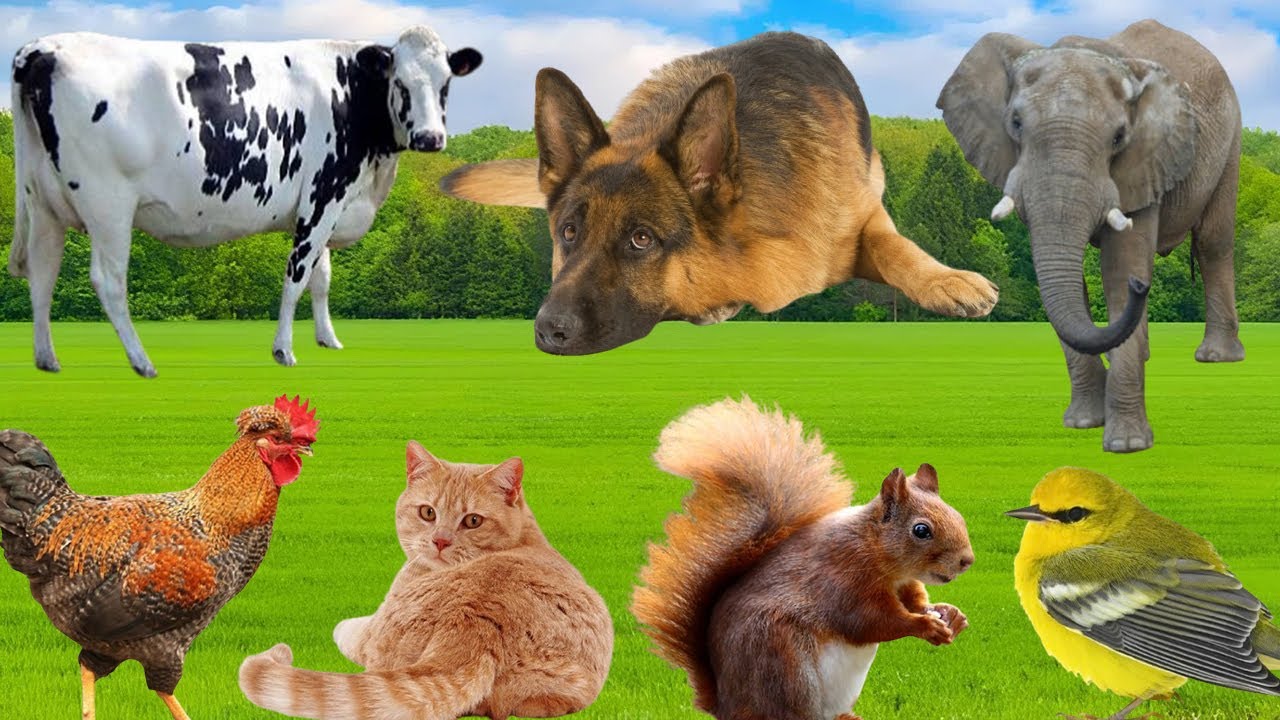 Cute Animal Moments: Lion, Cow, Pig, Horse, Duck, Eagle, Monkey, Turtle – Animal Videos