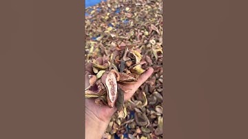 quả trâu cổ khô sẵn hàng.0964263491