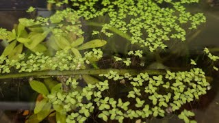 Easy hack to control Duckweed.