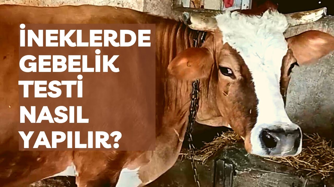 İNEKLERDE GEBELİK TESTİ NASIL YAPILIR?