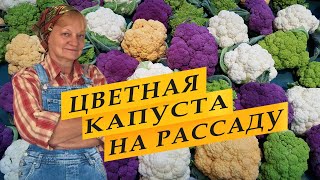 Рассада цветной капусты. Посев семян.