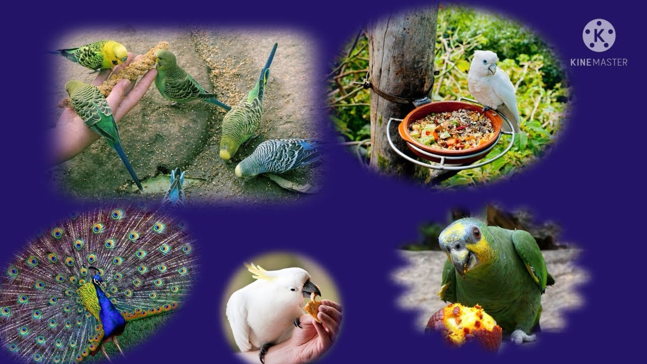 Many Bird Eat For Food || Pet Bird Eat Food || Sparrows Eating by Food || Parrot Eat For Food.