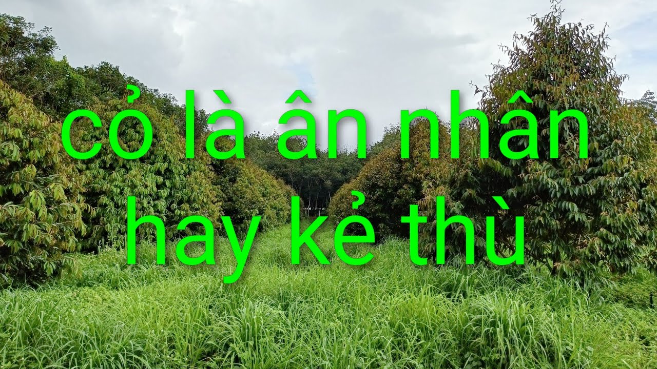 Cỏ là ân nhân hay kẻ thù.út hiền 0978603449