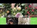 【Gardening on a sunny day】#79 春の綺麗な花のために冬のばら剪定🌹/ 安くて美味しいおうち鍋【Japanese hot pot】