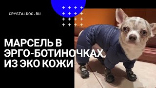 Собака в обуви видео