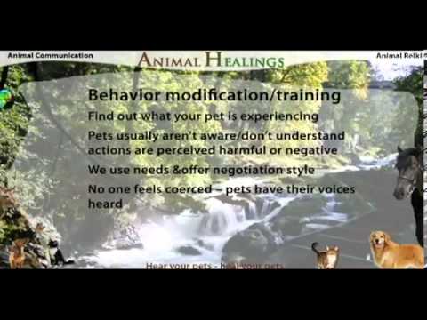Pt 3 Behavior Modification Animal Communication - YouTube