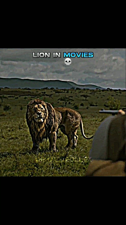 Lion vs Tiger 💀🔥 #shorts  #lion #liontiger #lionvstiger #shortsfeed #trending #wildlife #animals