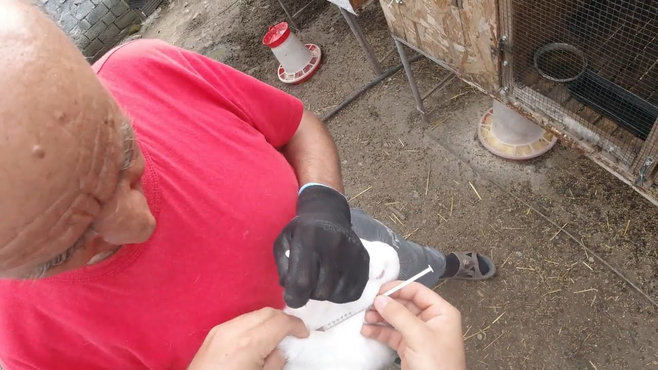 Vaccinarea iepurilor cu pestorin mormyx