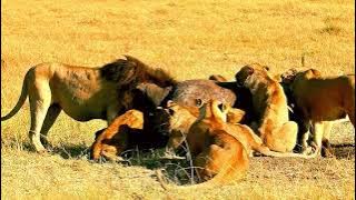 Lion Hunting Free Stock Footage | video free free | free video free video free video | Easy Stock