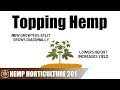 How to top a hemp plant