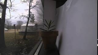 26-day time lapse of a mother-of-thousands plant