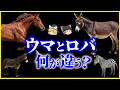 【ゆっくり解説】交配できるのに子孫を残せない理由…馬とロバ、何が違う?を解説/進化が生んだ生存戦略の差…なぜ日本ではロバが普及しなかったのか?