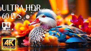 4K HDR 60fps Dolby Vision with Animal Sounds & Soft Piano Music (Colorful Dynamic) #5 screenshot 4