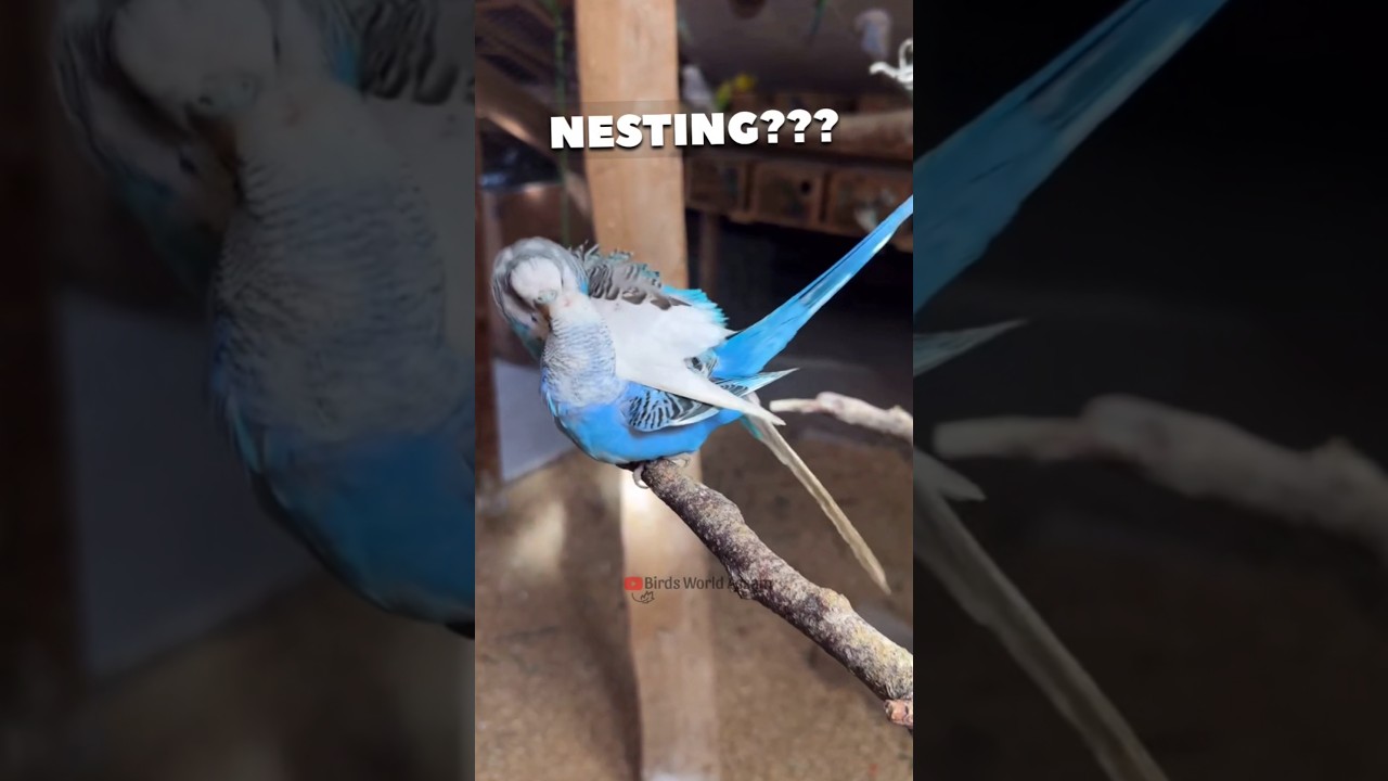 Budgies Nesting Materials 😍🙌 